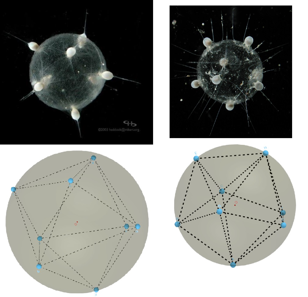 Tuscaridium cygneum match vertex